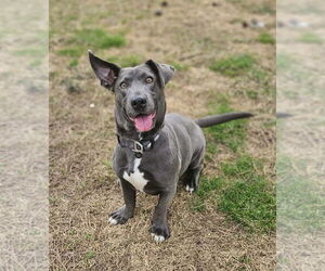 Basschshund Dogs for adoption in Wakefield, RI, USA