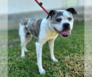 Boxer Dogs for adoption in Long Beach, CA, USA