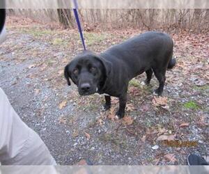 Labrador Retriever Dogs for adoption in Murfreesboro, TN, USA