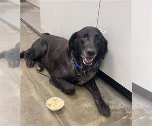 Labrador Retriever Dogs for adoption in Rosenberg, TX, USA