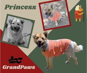 Australian Shepherd-Retriever  Mix Dogs for adoption in Lindsay, CA, USA