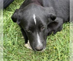 Borador Dogs for adoption in Decatur, GA, USA