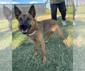 Australian Shepherd-pomeranian spitz Mix Dogs for adoption in Evansville, IN, USA