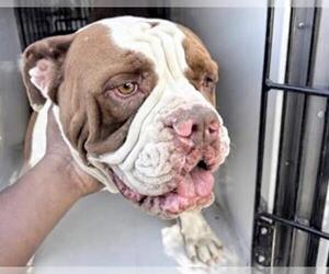 American Bulldog Dogs for adoption in Houston, TX, USA