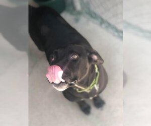 Labrador Retriever Dogs for adoption in Freeport, FL, USA