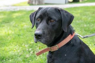Labrador Retriever Dogs for adoption in Terre Haute, IN, USA