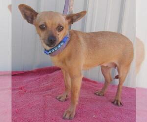 Chihuahua Dogs for adoption in Mountain View, MO, USA