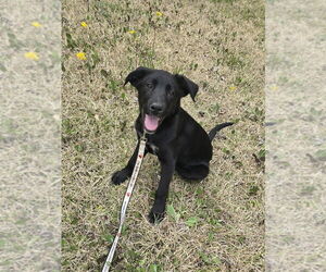 Labrador Retriever-Unknown Mix Dogs for adoption in Boston, MA, USA