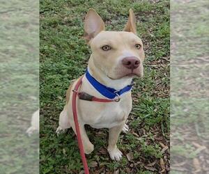 American Staffordshire Terrier Dogs for adoption in Fort Lauderdale, FL, USA