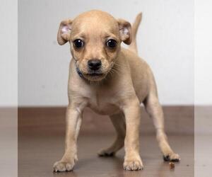 Chug Dogs for adoption in Eden Prairie, MN, USA