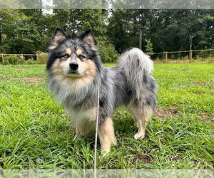 Huskies -Pomeranian Mix Dogs for adoption in Oak Bluffs, MA, USA