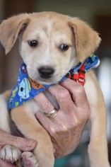 Mutt Dogs for adoption in Frisco, TX, USA