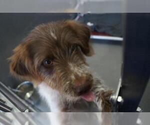 German Shorthaired Pointer Dogs for adoption in Norfolk, VA, USA