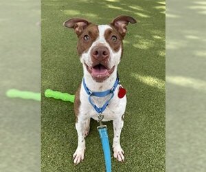 American Pit Bull Terrier-German Shorthaired Pointer Mix Dogs for adoption in Boston, MA, USA