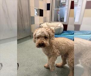 Poodle (Miniature)-Unknown Mix Dogs for adoption in Plano, TX, USA