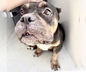 American Bulldog Dogs for adoption in Houston, TX, USA