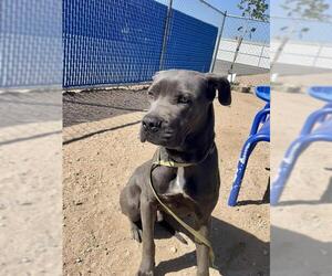 American Pit Bull Terrier Dogs for adoption in HESPERIA, CA, USA
