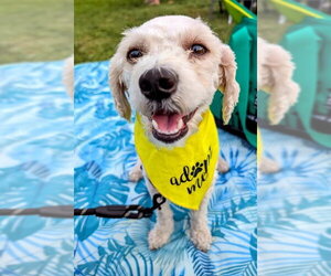 Poodle (Miniature) Dogs for adoption in San Diego, CA, USA