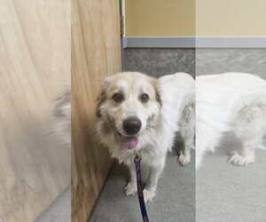 Great Pyrenees Dogs for adoption in Croydon, NH, USA