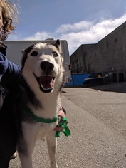 Siberian Husky Dogs for adoption in San Francisco, CA, USA