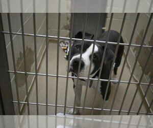 American Pit Bull Terrier Dogs for adoption in Decatur, IL, USA