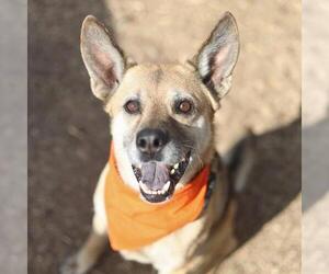 German Shepherd Dog Dogs for adoption in San Antonio, TX, USA