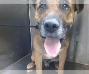 Mastiff-Unknown Mix Dogs for adoption in Downey, CA, USA