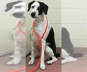Pointer Dogs for adoption in Ogden, UT, USA