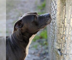 American Staffordshire Terrier Dogs for adoption in Gainesville, FL, USA