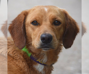 Golden Cocker Retriever Dogs for adoption in Huntley, IL, USA