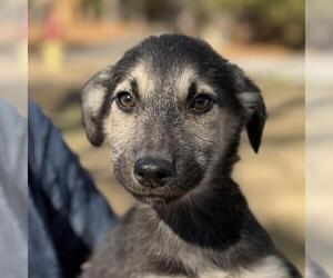 Mutt Dogs for adoption in Yardley, PA, USA