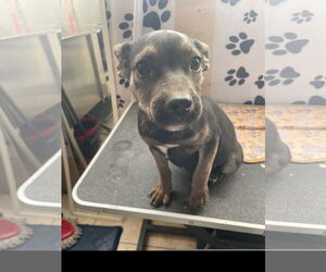 French Bulldog-Unknown Mix Dogs for adoption in Tracy City, TN, USA