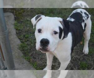 American Bulldog Dogs for adoption in Decatur, IL, USA