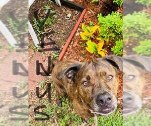 Rottweiler-American Pit Bull Terrier Dogs for adoption in Sarasota, FL, USA