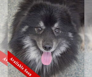 Pomsky Dogs for adoption in Huntley, IL, USA