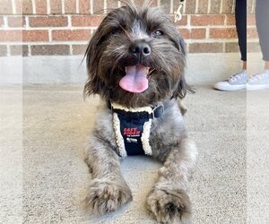 Shih Tzu Dogs for adoption in Alexandria, KY, USA