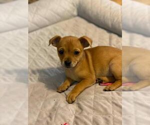 Toxirn Dogs for adoption in Oak Bluffs, MA, USA