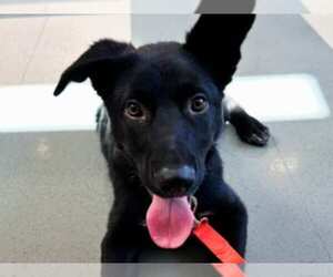 German Shepherd Dog-Unknown Mix Dogs for adoption in Martinez, CA, USA