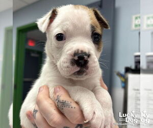 Labrador Retriever-Unknown Mix Dogs for adoption in Washington, DC, USA