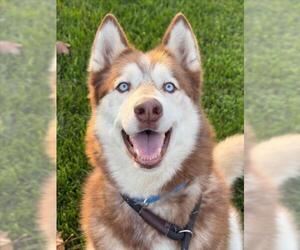 Siberian Husky Dogs for adoption in Woodland, CA, USA