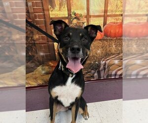 Mutt Dogs for adoption in Euless, TX, USA