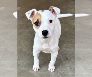 Mutt Dogs for adoption in Boston, MA, USA