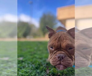 Bulldog Dogs for adoption in New York, NY, USA