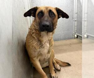 German Shepherd Dog-Unknown Mix Dogs for adoption in HESPERIA, CA, USA