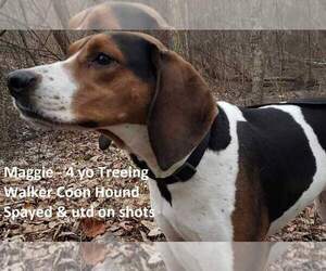 Treeing Walker Coonhound Dogs for adoption in Baltimore, MD, USA