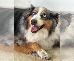 Australian Shepherd Dogs for adoption in Orlando, FL, USA