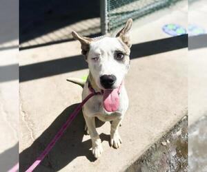 American Pit Bull Terrier-Huskies Mix Dogs for adoption in Bakersfield, CA, USA
