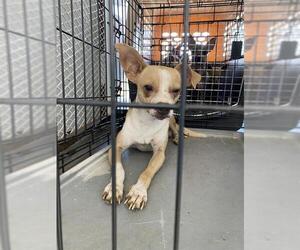 Chihuahua Dogs for adoption in Bakersfield, CA, USA