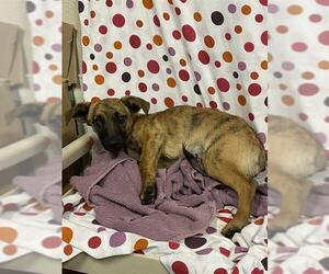 Chihuahua-Unknown Mix Dogs for adoption in Modesto, CA, USA