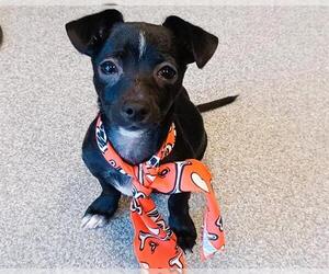 Chihuahua-Unknown Mix Dogs for adoption in Orange, CA, USA